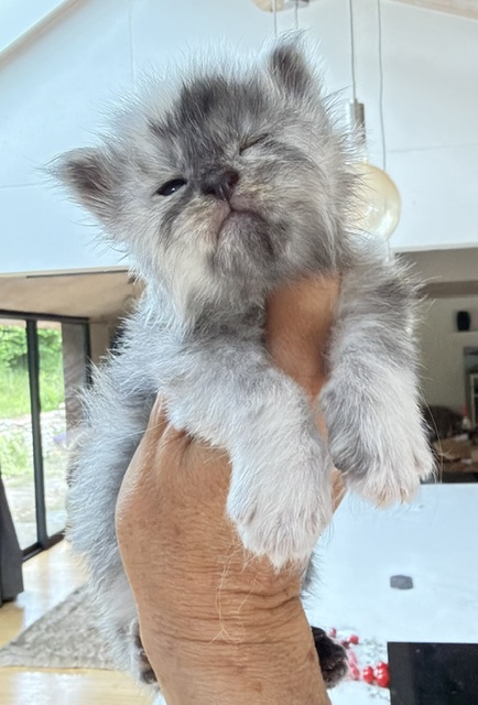Bigfoot Chatterie MAKATEA Maine Coon