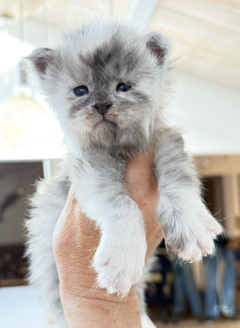 Bigfoot Chatterie MAKATEA Maine Coon