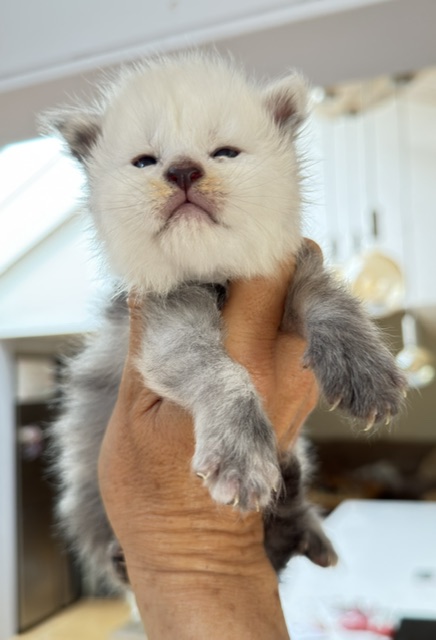Bubba Chatterie MAKATEA Maine Coon