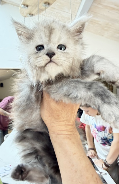 Buffalo Chatterie MAKATEA Maine Coon