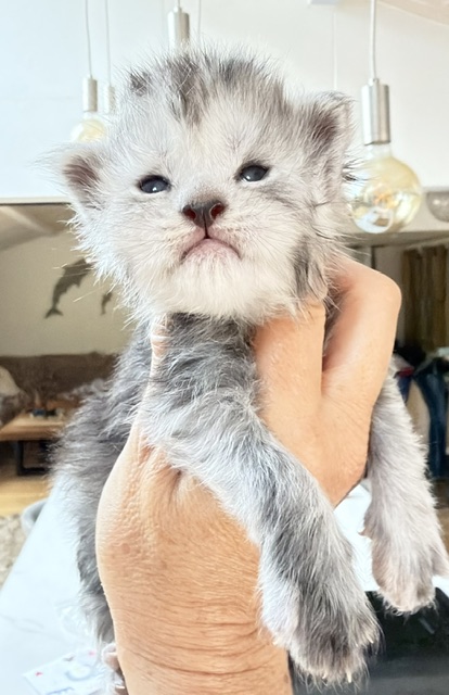 B'Nebulla  Chatterie MAKATEA Maine Coon