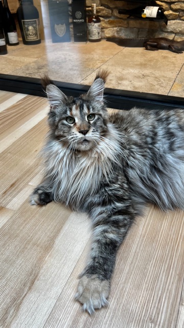 Makatea Stella Shine Chatterie MAKATEA Maine Coon