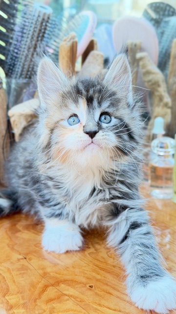 Bali Femelle Maine coon née le 26/03/2026.     Chatterie Maine coon Makatea