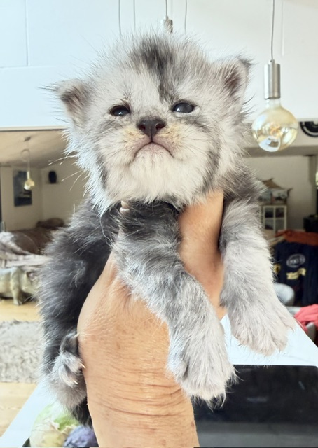 Baloo Chatterie MAKATEA Maine Coon