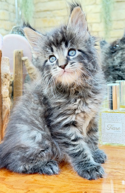 Barbossa El Capitan  Chatterie MAKATEA Maine Coon