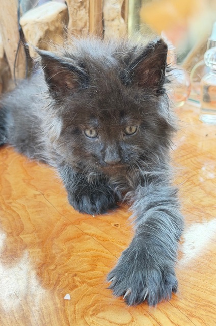 Berlioz  Chatterie MAKATEA Maine Coon