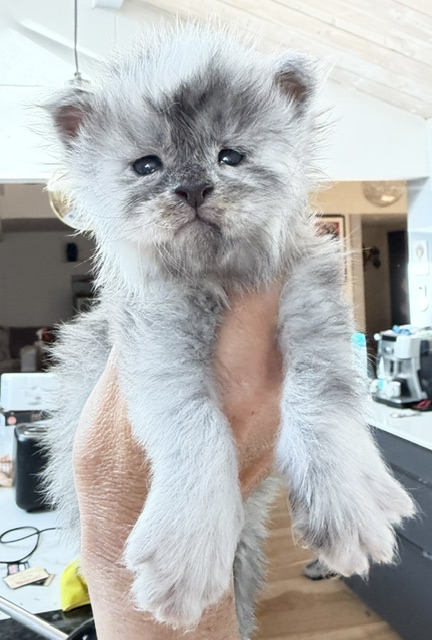 Bigfoot Chatterie MAKATEA Maine Coon