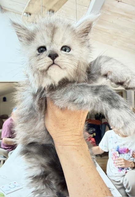 Buffalo Chatterie MAKATEA Maine Coon
