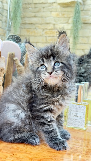 Barbossa El Capitan  Chatterie MAKATEA Maine Coon