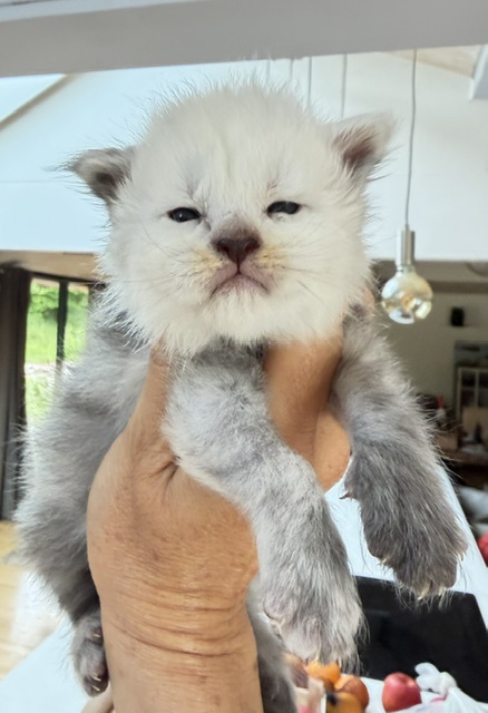 Bubba Chatterie MAKATEA Maine Coon