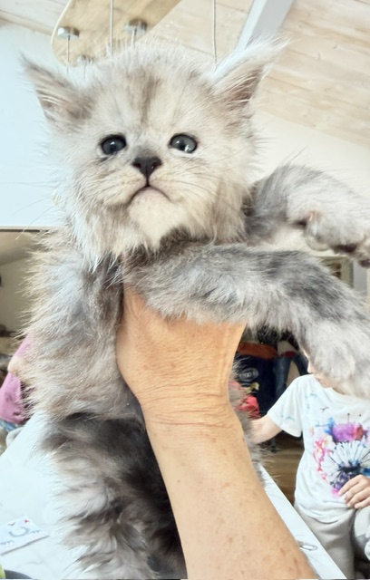 Buffalo Chatterie MAKATEA Maine Coon
