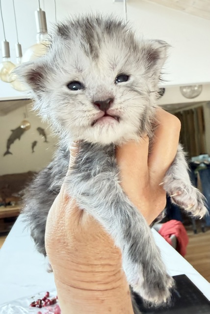 B'Nebulla  Chatterie MAKATEA Maine Coon