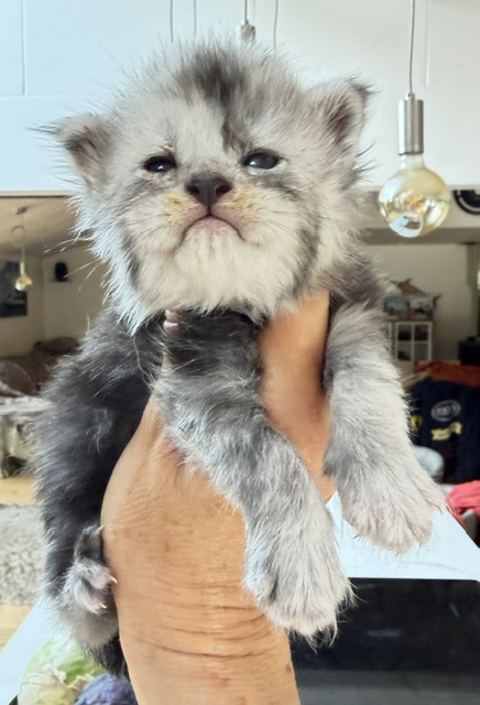 Baloo Chatterie MAKATEA Maine Coon