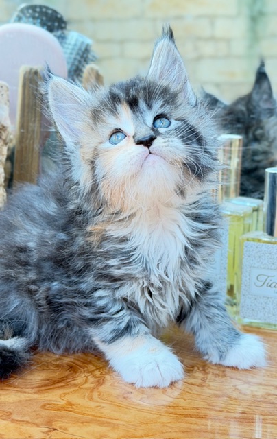Bali  Chatterie MAKATEA Maine Coon