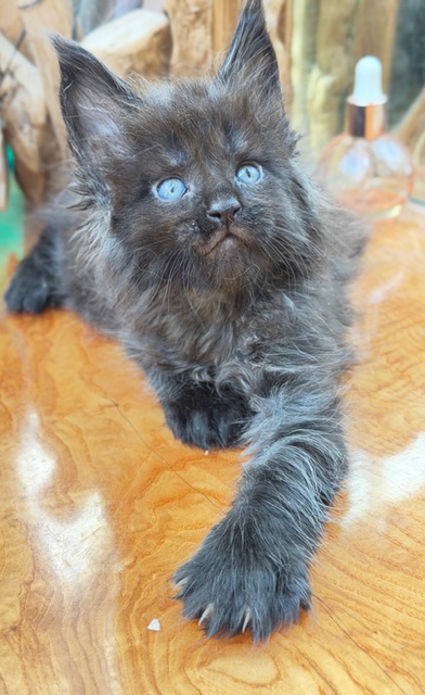 Berlioz  Chatterie MAKATEA Maine Coon