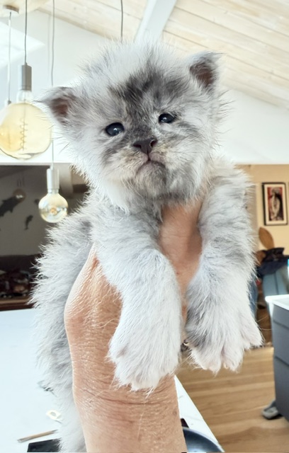 Bigfoot Chatterie MAKATEA Maine Coon