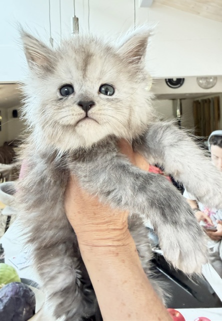 Buffalo Chatterie MAKATEA Maine Coon