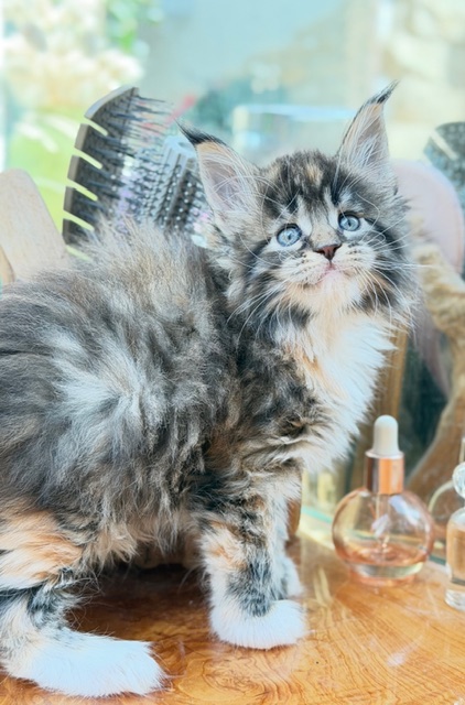 Baya  Chatterie MAKATEA Maine Coon