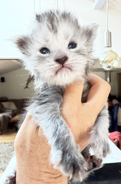 B'Nebulla  Chatterie MAKATEA Maine Coon