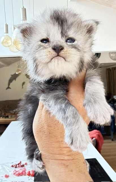 Baloo Chatterie MAKATEA Maine Coon