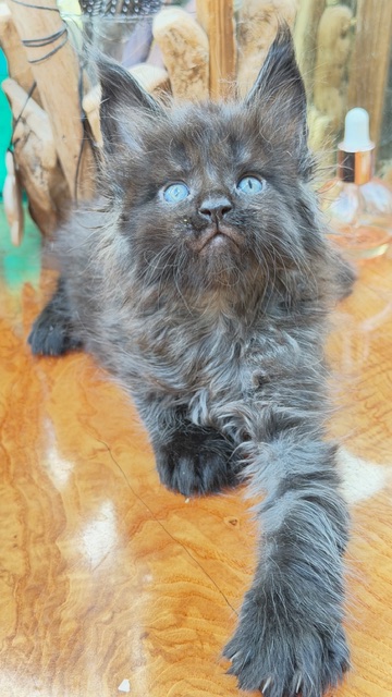 Berlioz  Chatterie MAKATEA Maine Coon