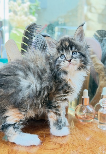 Baya  Chatterie MAKATEA Maine Coon