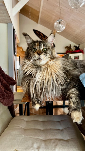 Makatea Stella Shine Chatterie MAKATEA Maine Coon