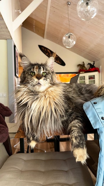 Makatea Stella Shine Chatterie MAKATEA Maine Coon