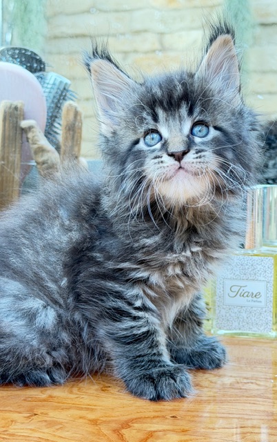 Barbossa El Capitan  Chatterie MAKATEA Maine Coon