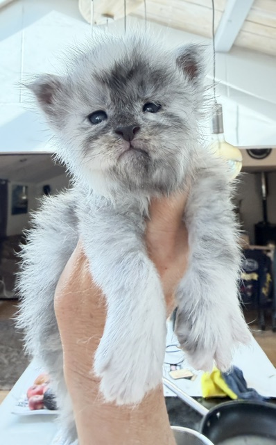 Bigfoot Chatterie MAKATEA Maine Coon