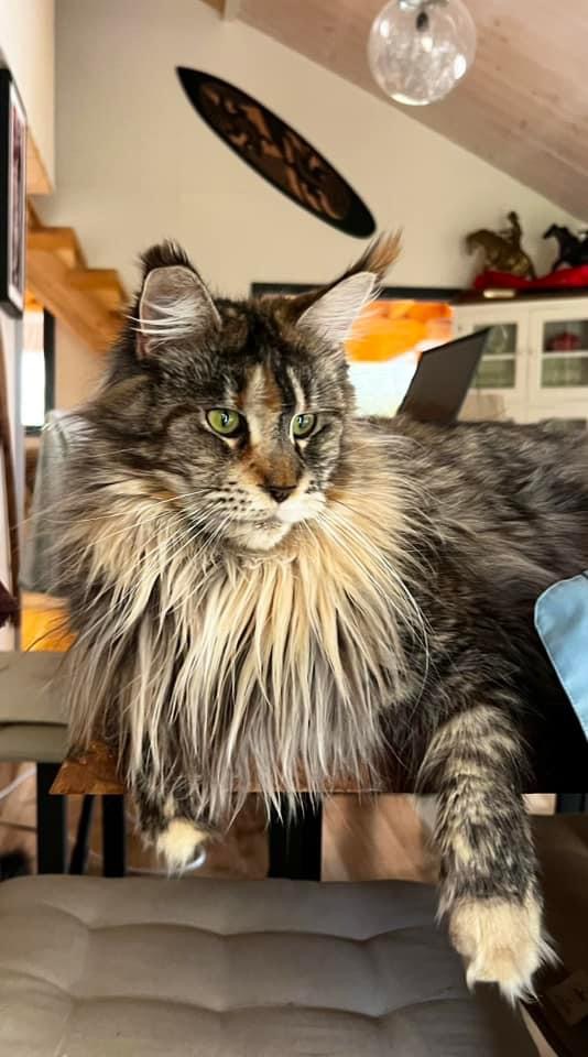 Makatea Stella Shine Chatterie MAKATEA Maine Coon