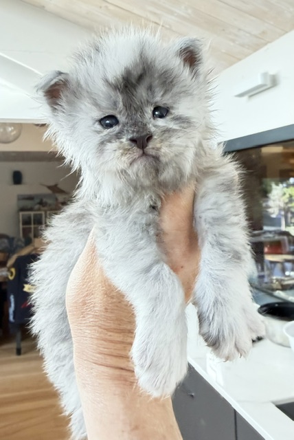 Bigfoot Chatterie MAKATEA Maine Coon