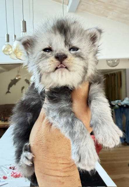Baloo Chatterie MAKATEA Maine Coon