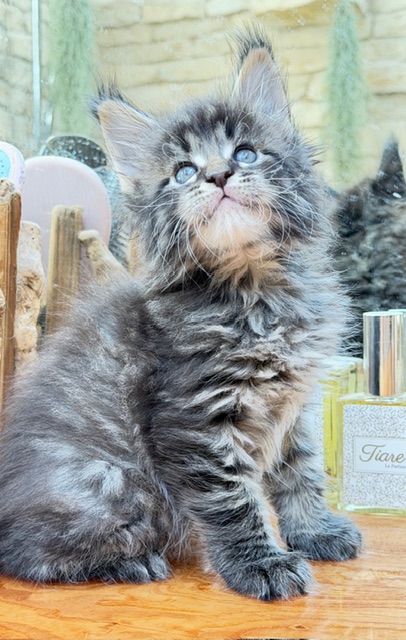 Barbossa El Capitan  Chatterie MAKATEA Maine Coon