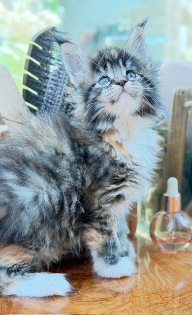Baya  Chatterie MAKATEA Maine Coon