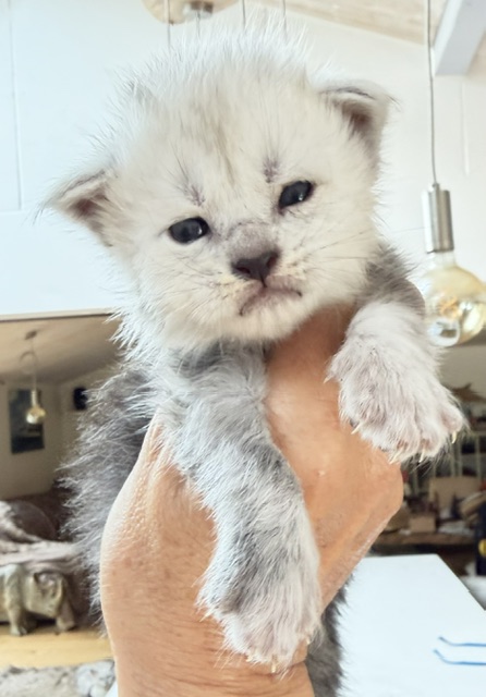 Bella Chatterie MAKATEA Maine Coon