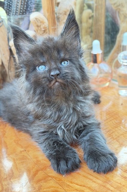 Berlioz  Chatterie MAKATEA Maine Coon