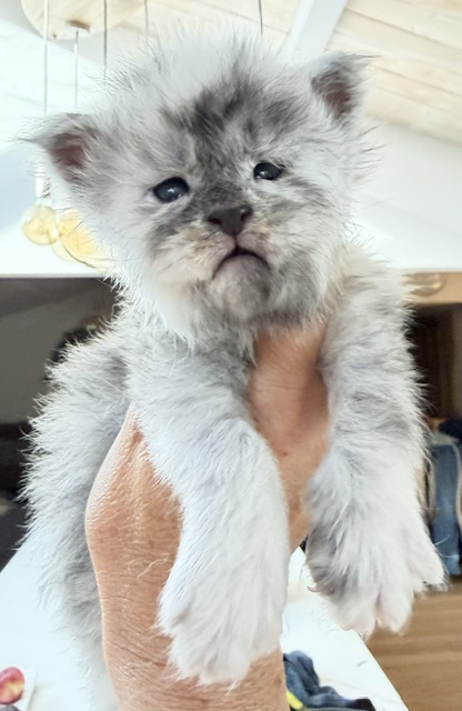 Bigfoot Chatterie MAKATEA Maine Coon