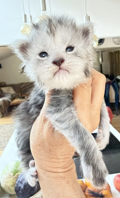 B'Nebulla  Chatterie MAKATEA Maine Coon