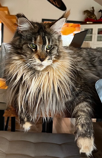 Makatea Stella Shine Chatterie MAKATEA Maine Coon