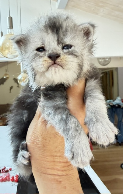 Baloo Chatterie MAKATEA Maine Coon