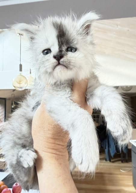 Balto Mâle Maine coon né le 09/04/2026. Chatterie Maine coon Makatea