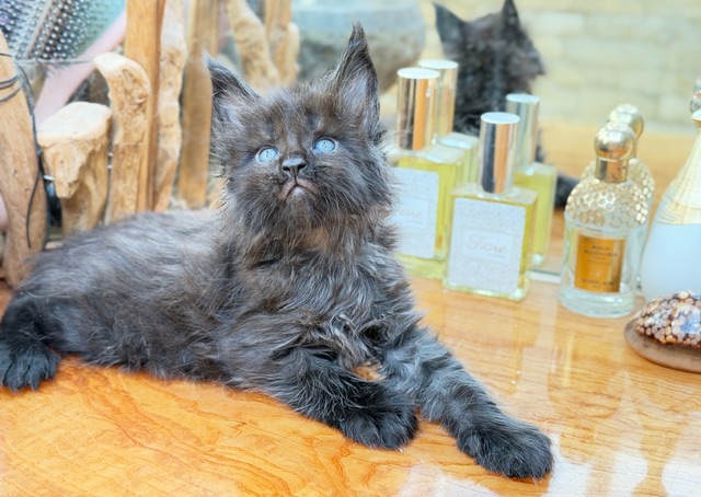 Berlioz  Chatterie MAKATEA Maine Coon