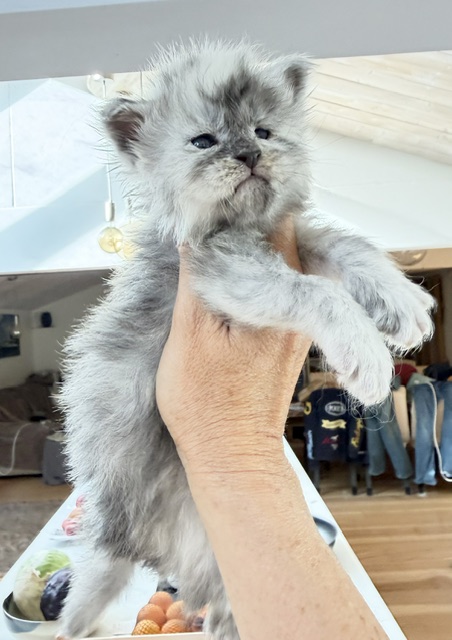 Bigfoot Chatterie MAKATEA Maine Coon