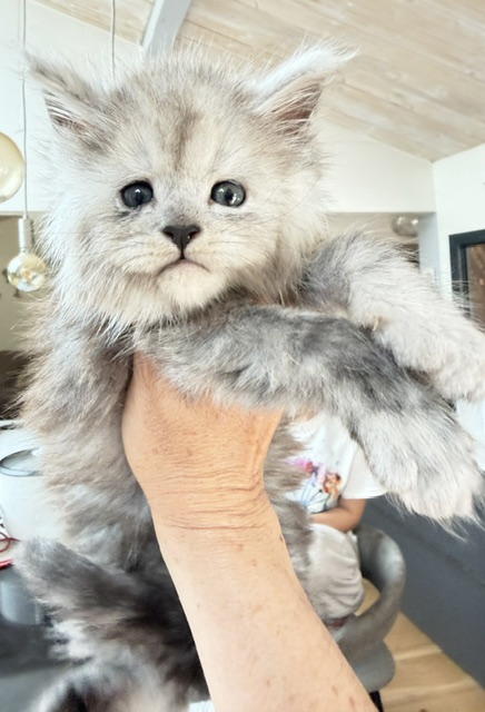 Buffalo Chatterie MAKATEA Maine Coon