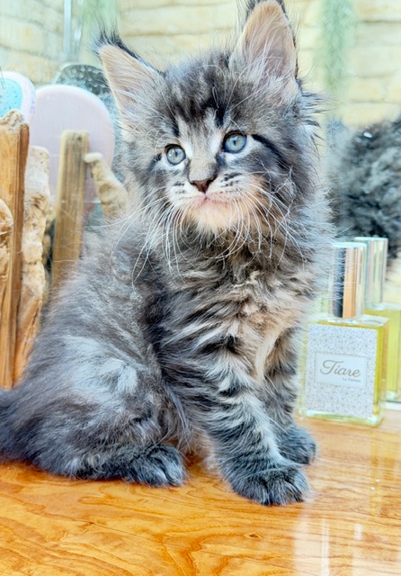 Barbossa El Capitan  Chatterie MAKATEA Maine Coon