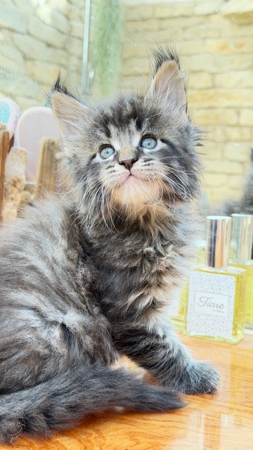 Barbossa El Capitan  Chatterie MAKATEA Maine Coon