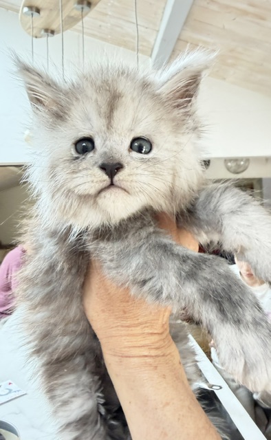 Buffalo Chatterie MAKATEA Maine Coon