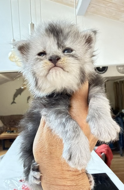 Baloo Chatterie MAKATEA Maine Coon