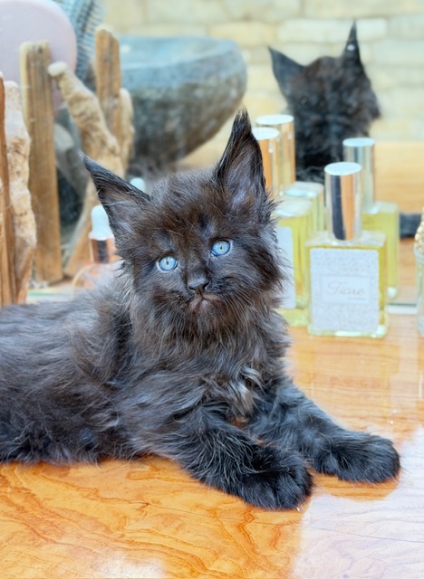 Berlioz  Chatterie MAKATEA Maine Coon